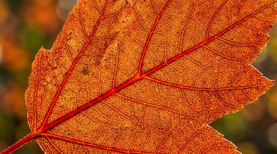 Backlit autumn leaf veins in extreme close-up